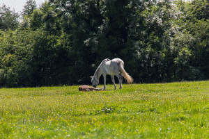 Horse-Murder