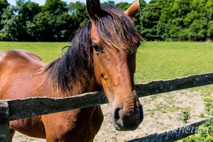 Horse Hairdo