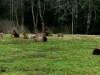 Elk Near Canon Beach