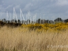 Sail boats and reeds