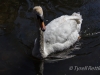 Geese In the Canal