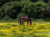 Horses in Buttercups