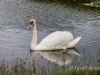 Swan