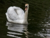 Swan