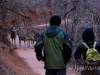 Deer On Trail