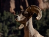 Bighorn Ram