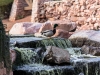 Duck Pond, Las Vegas 2