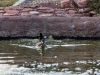 Duck Pond, Las Vegas